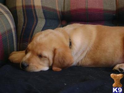 Puppies in MN